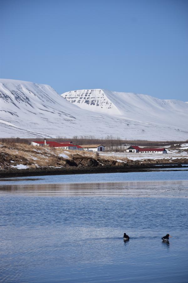 Skjaldarvik Guesthouse Akureyri Luaran gambar