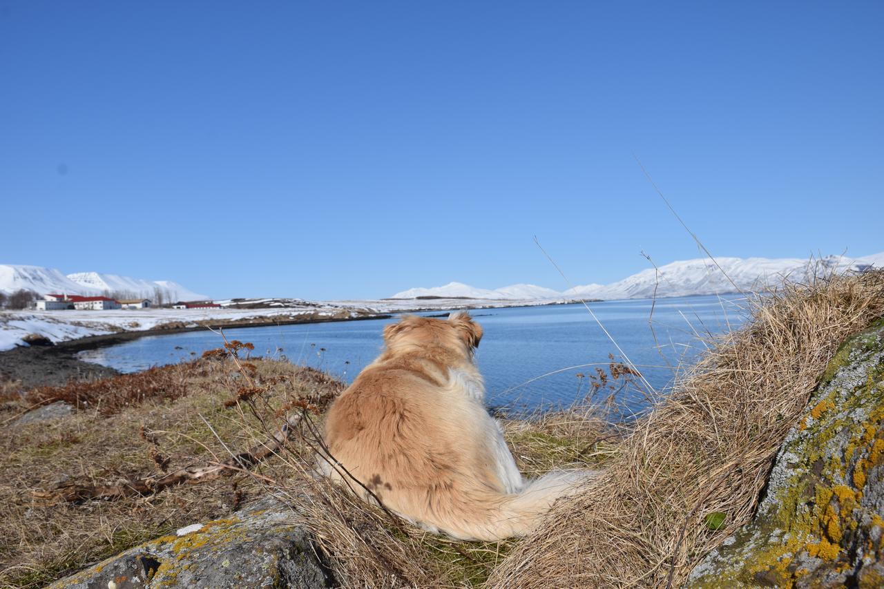 Skjaldarvik Guesthouse Akureyri Luaran gambar